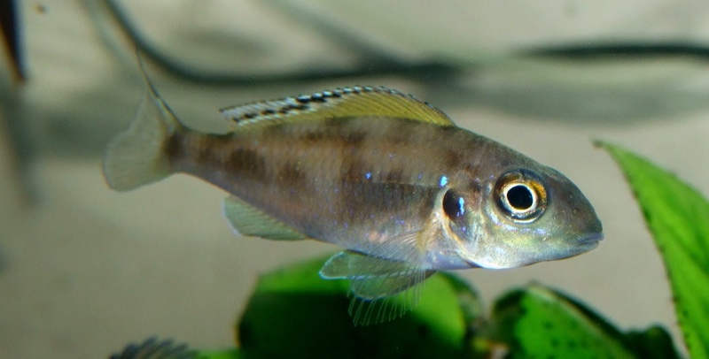 Xenotilapia spilopterus 'Mabilibili Bay'
